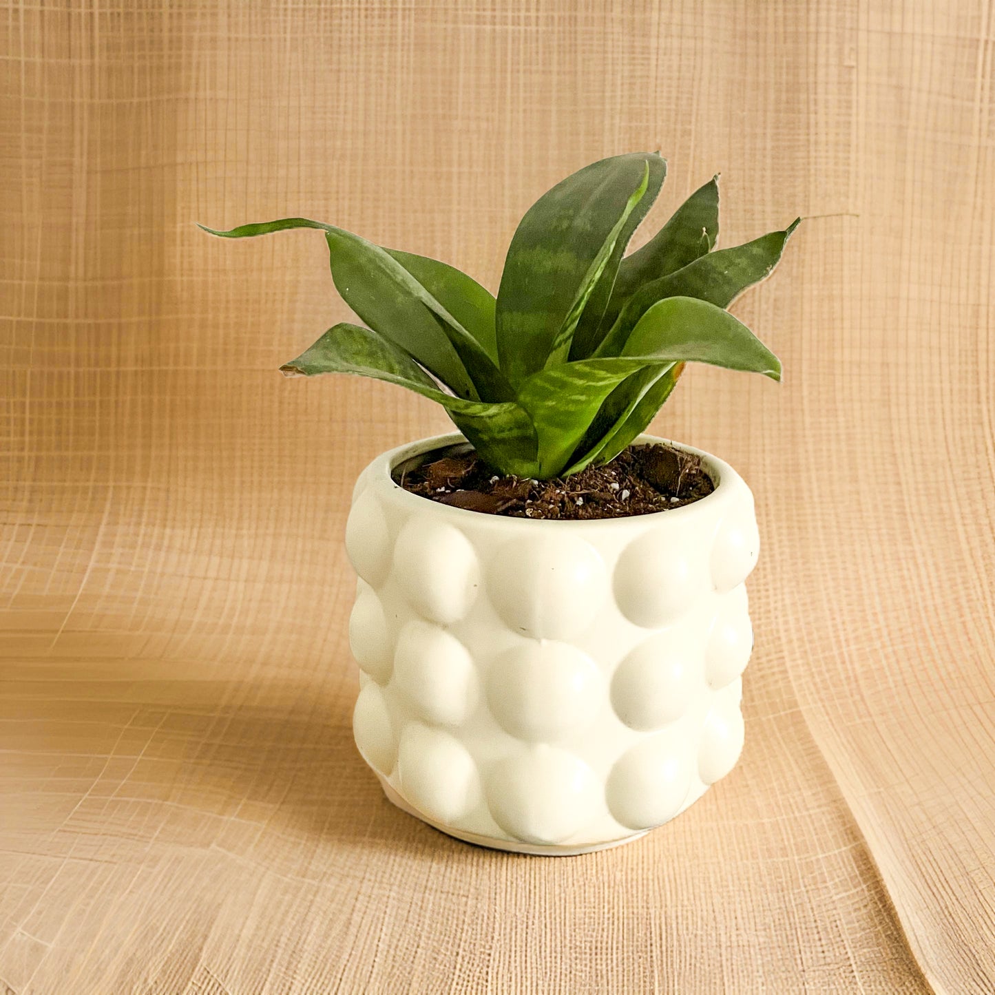 Sanseviera mini en maceta burbuja