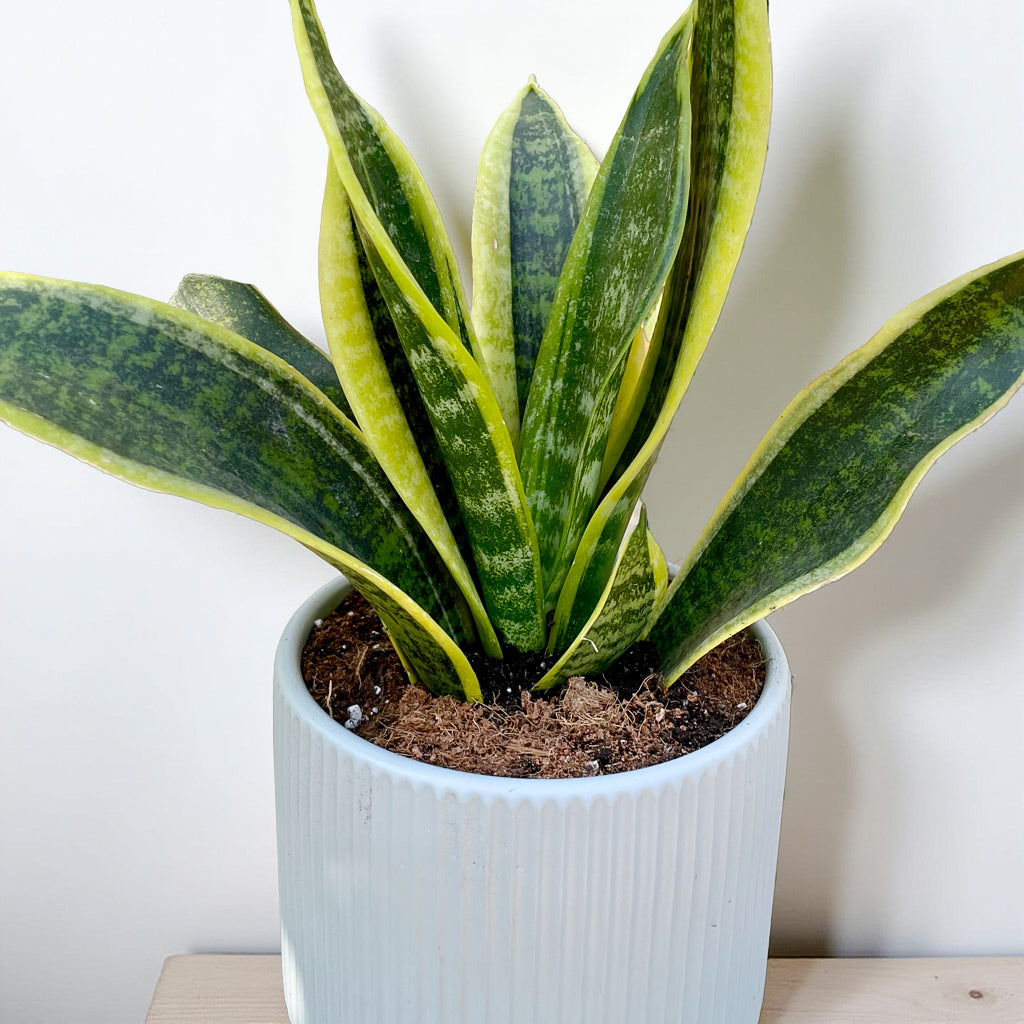 Sansevieria Laurentii en maceta Griega
