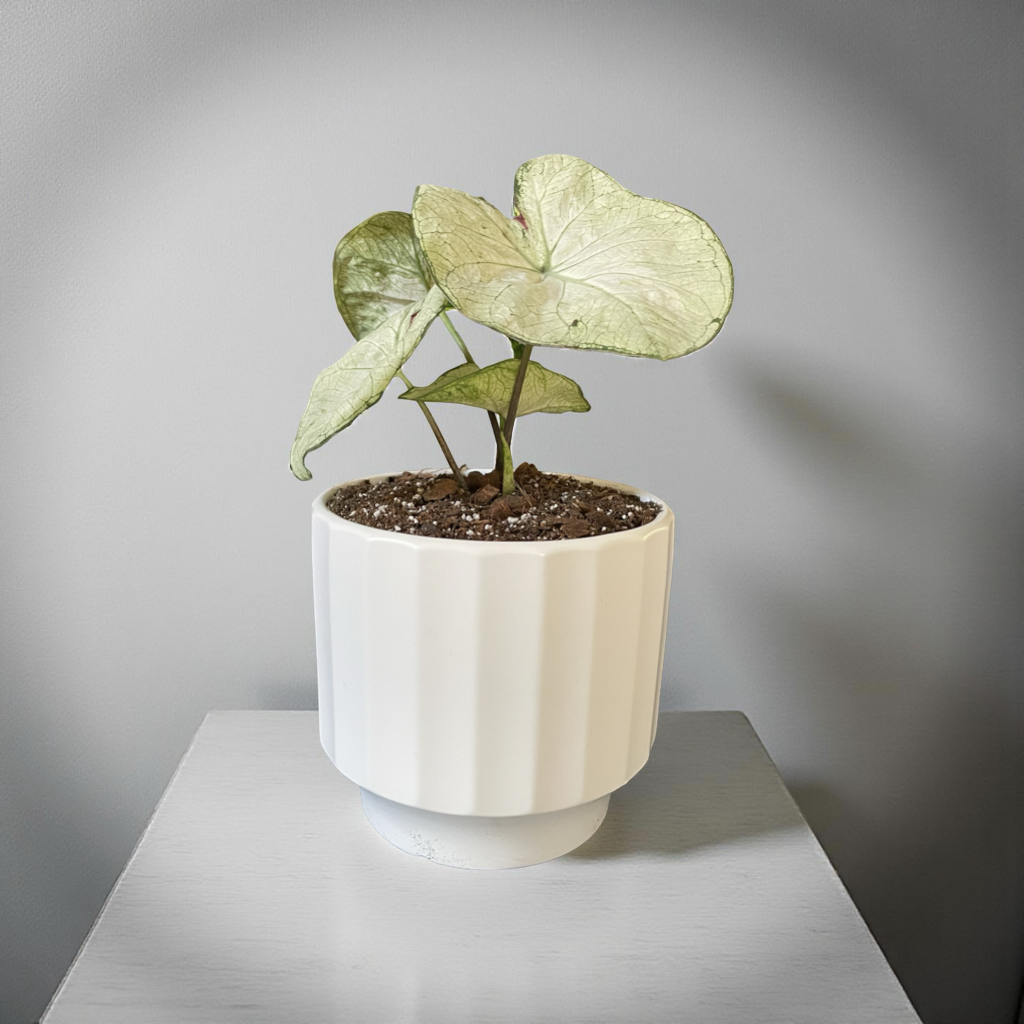 Caladium macetero Atenas L