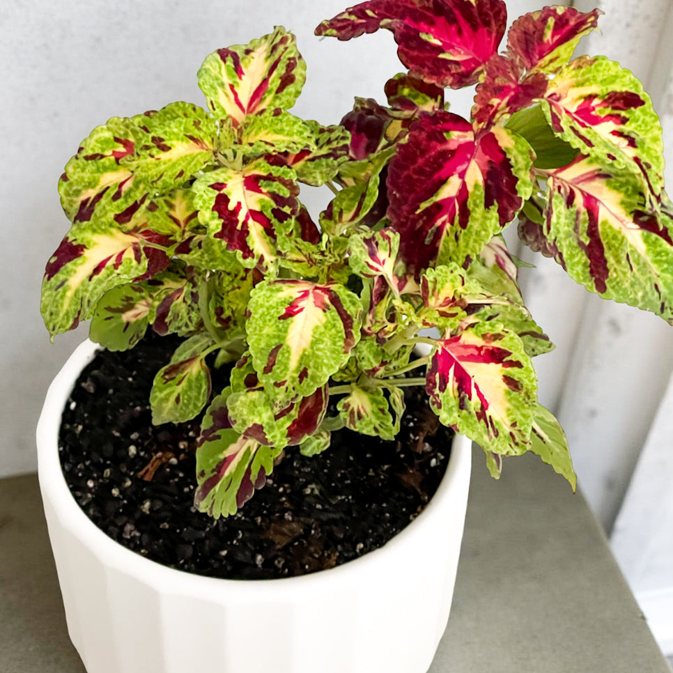 Coleus en macetero Atenas tamaño M