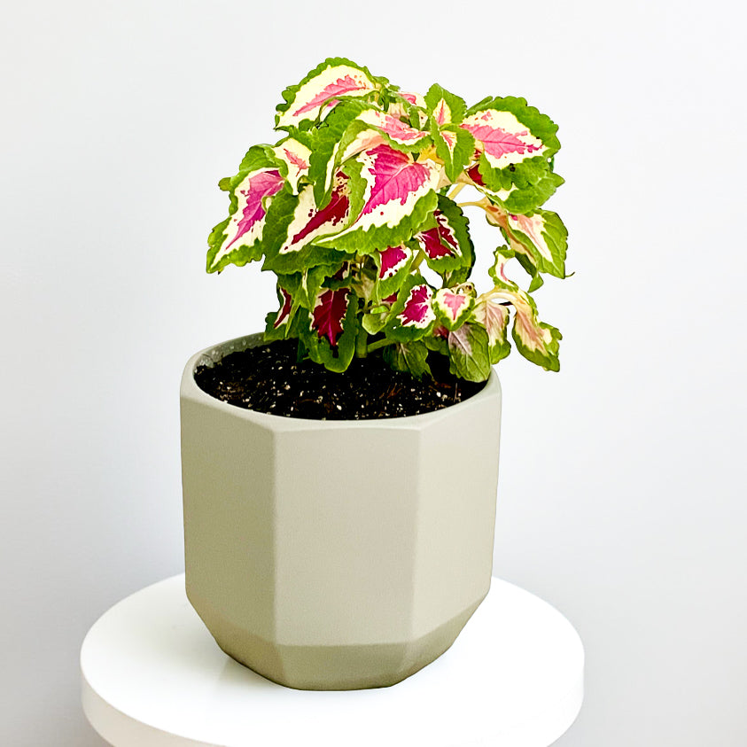 Coleus en macetero Atenas tamaño M gris