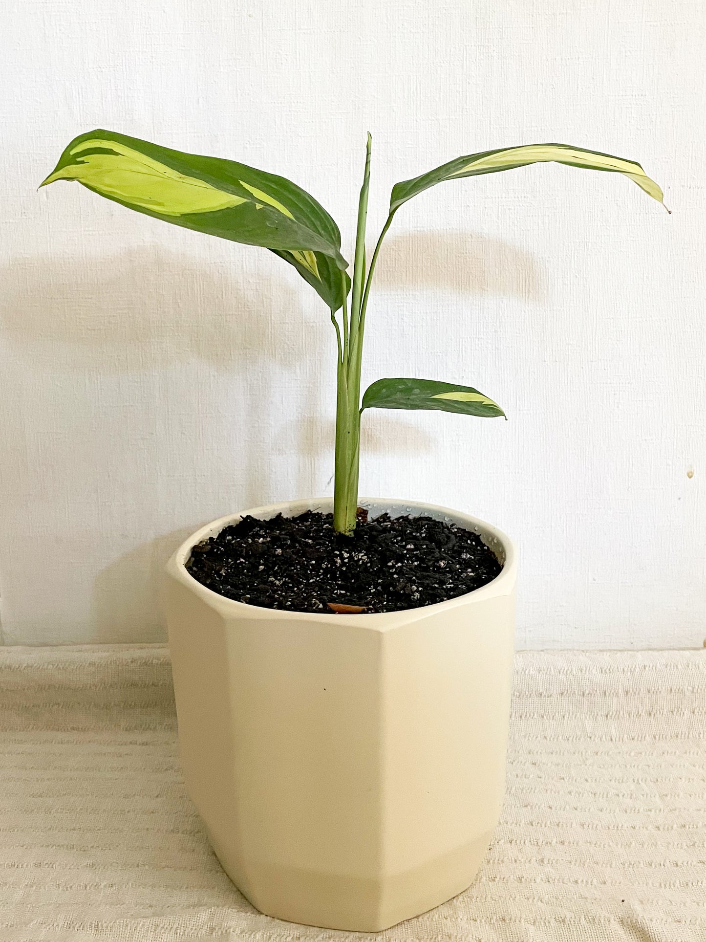 Ctenanthe Lubersiana en Maceta Atenas L