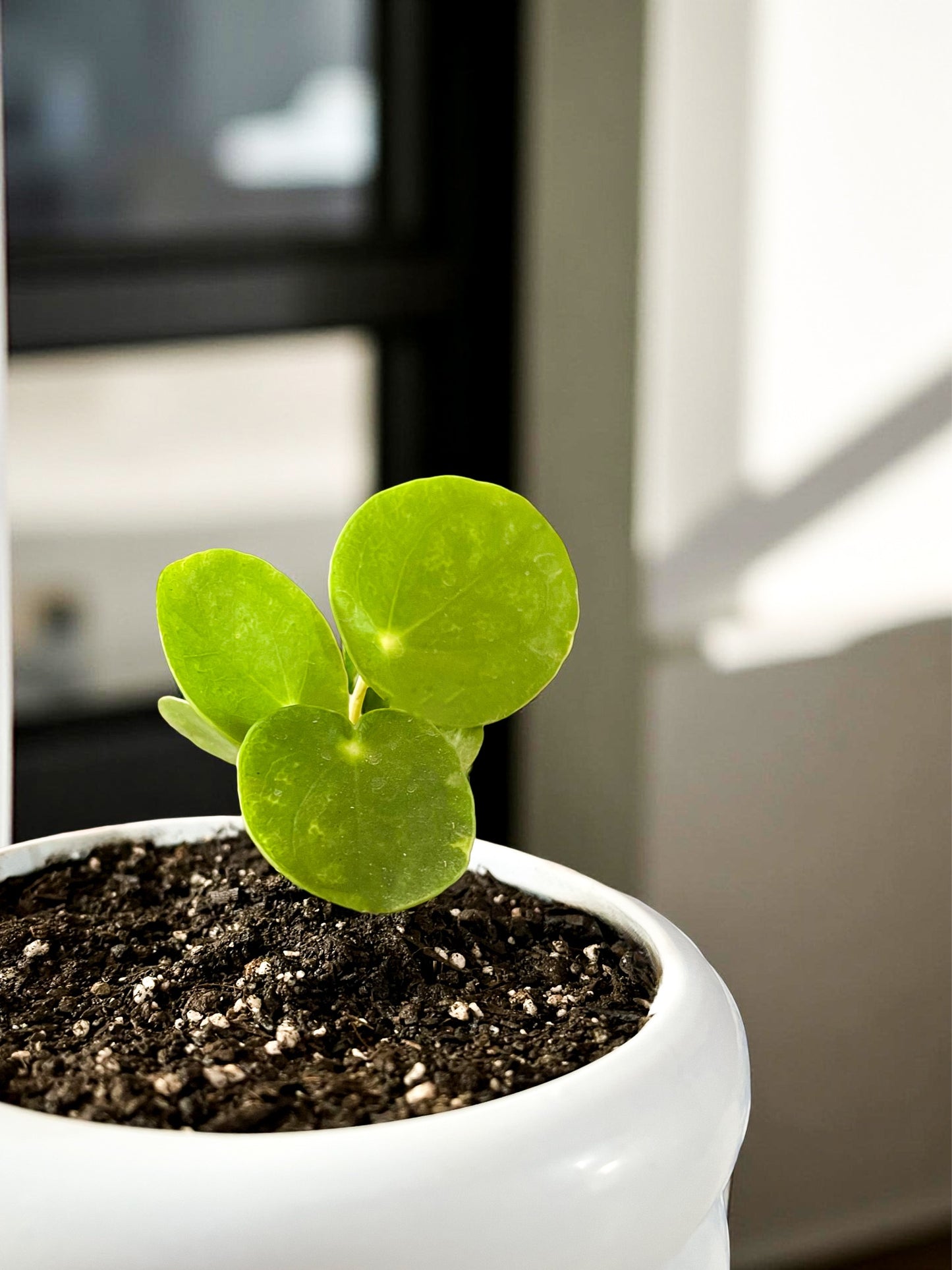 Cucharita mini maceta burbuja