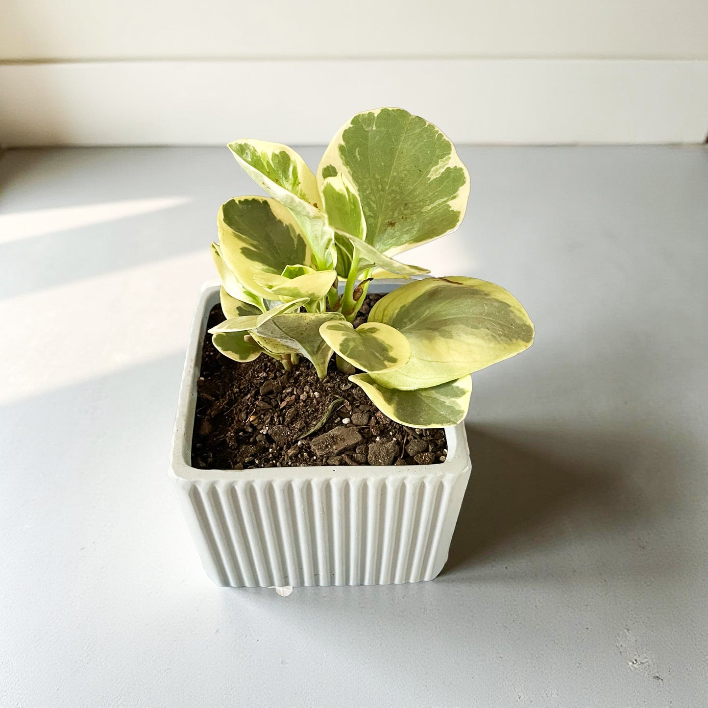 Peperomia Variegada en maceta gris