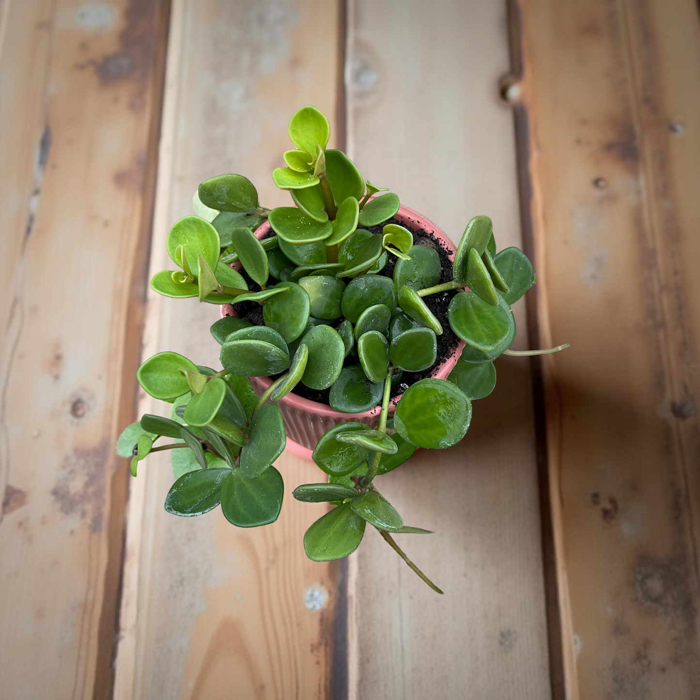 Peperomia hope