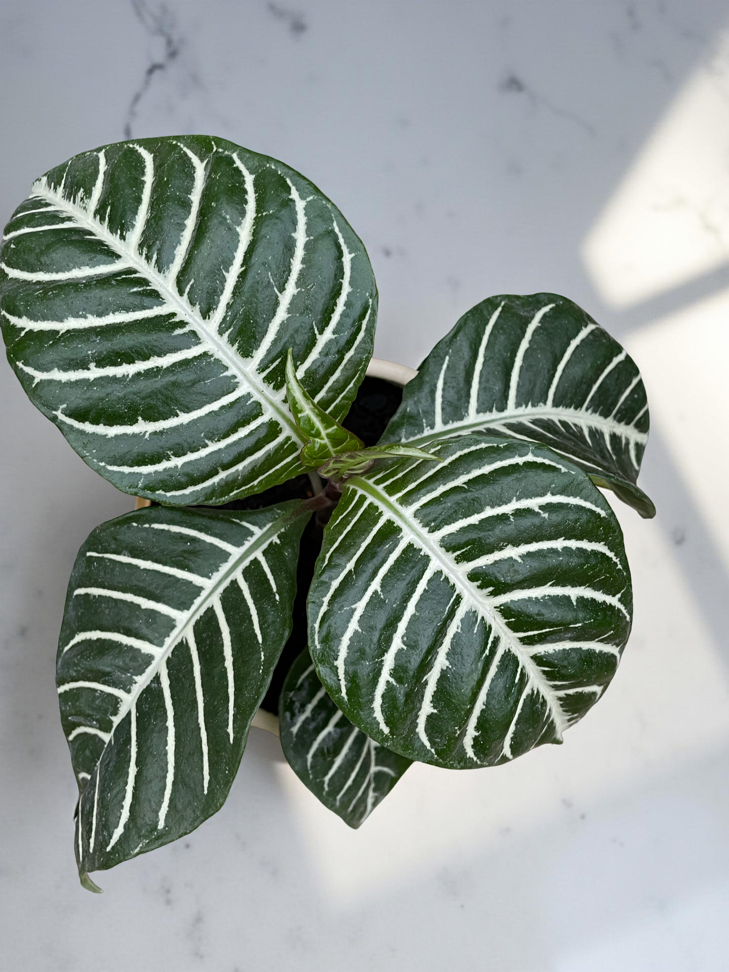 Aphelandra en maceta globo gris