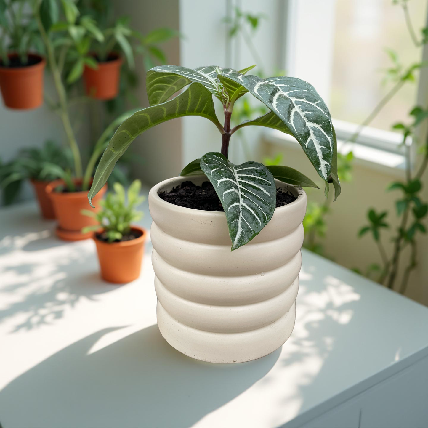 Aphelandra en maceta globo gris