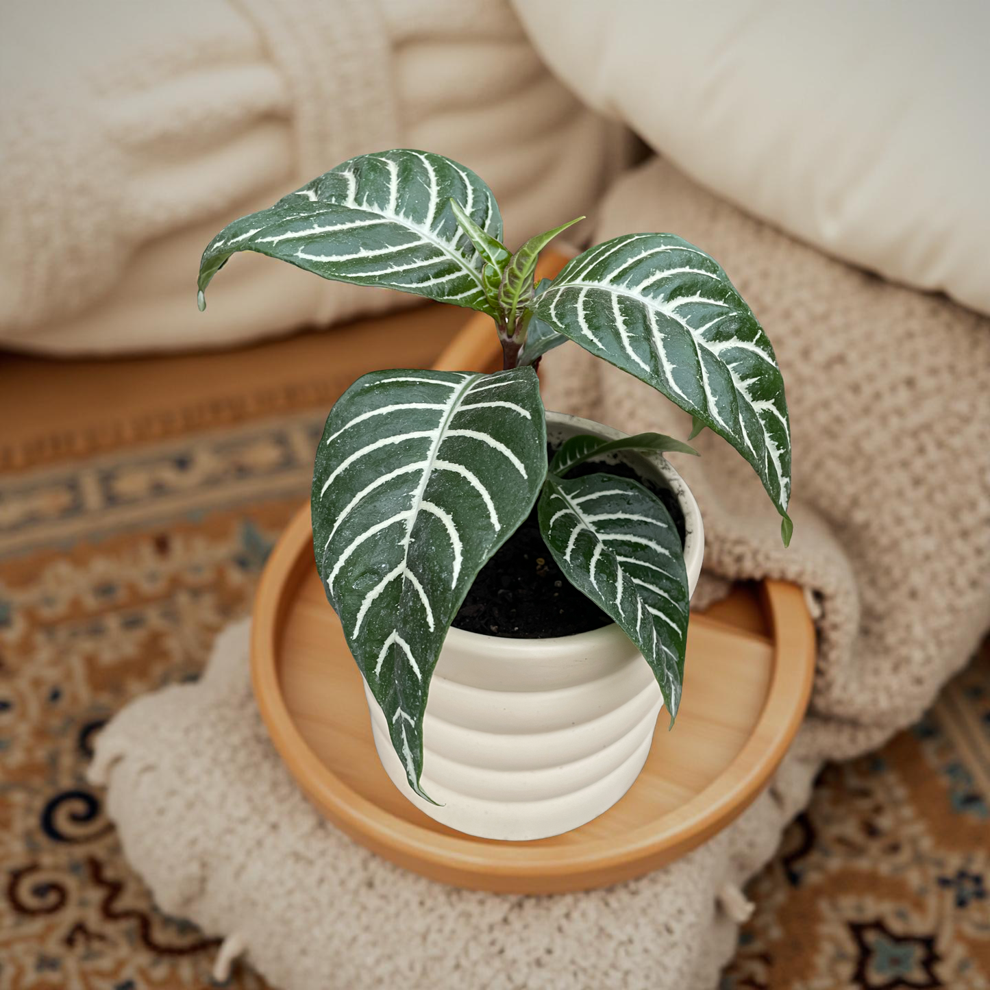 Aphelandra en maceta globo gris