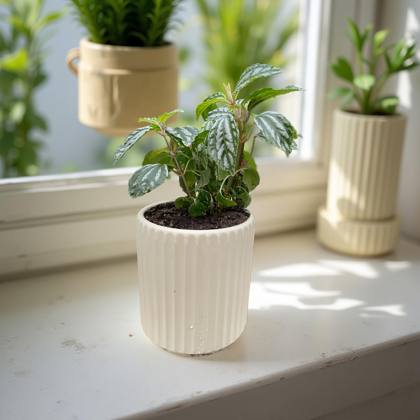 Pilea en maceta Grecia