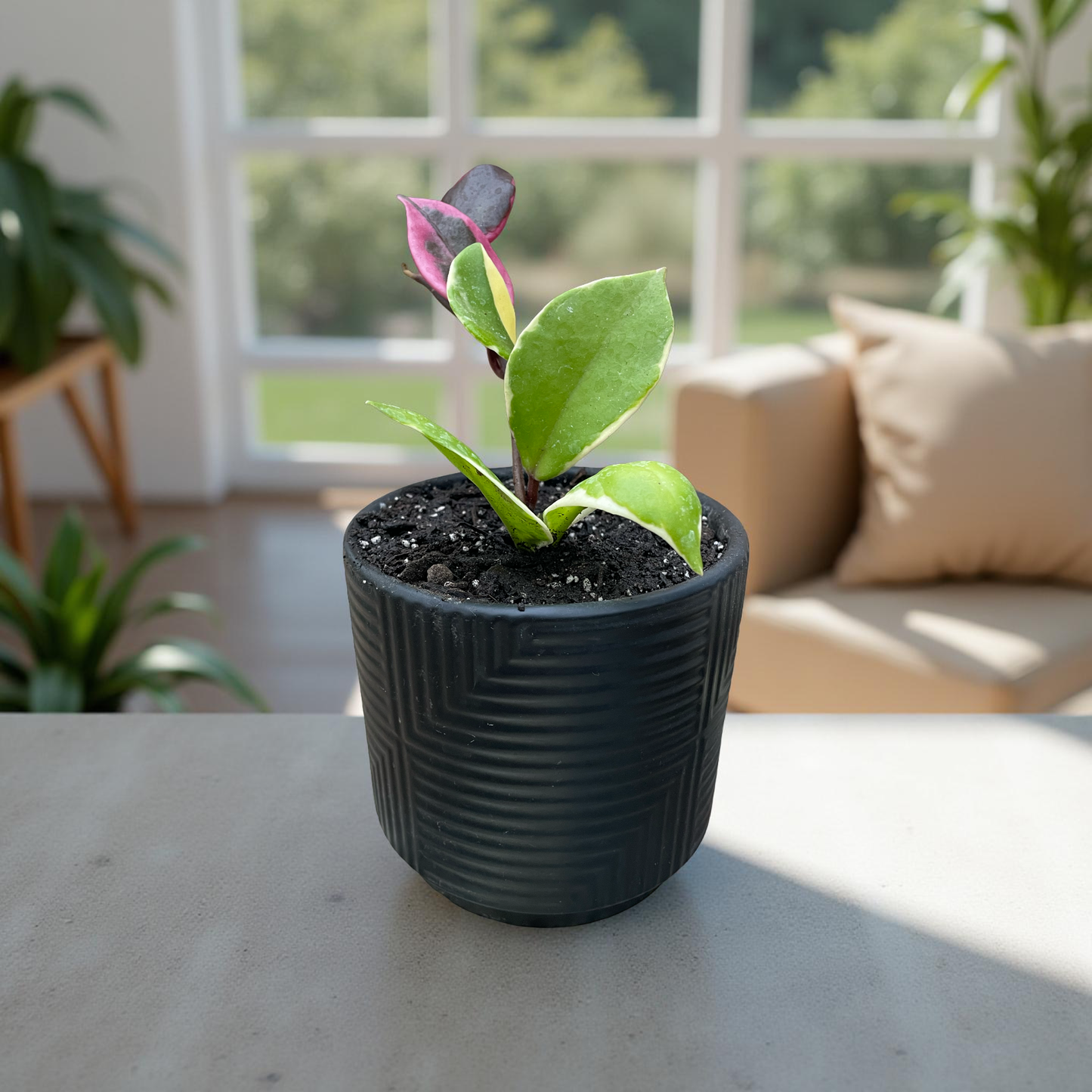 Hoya krimson queen negro