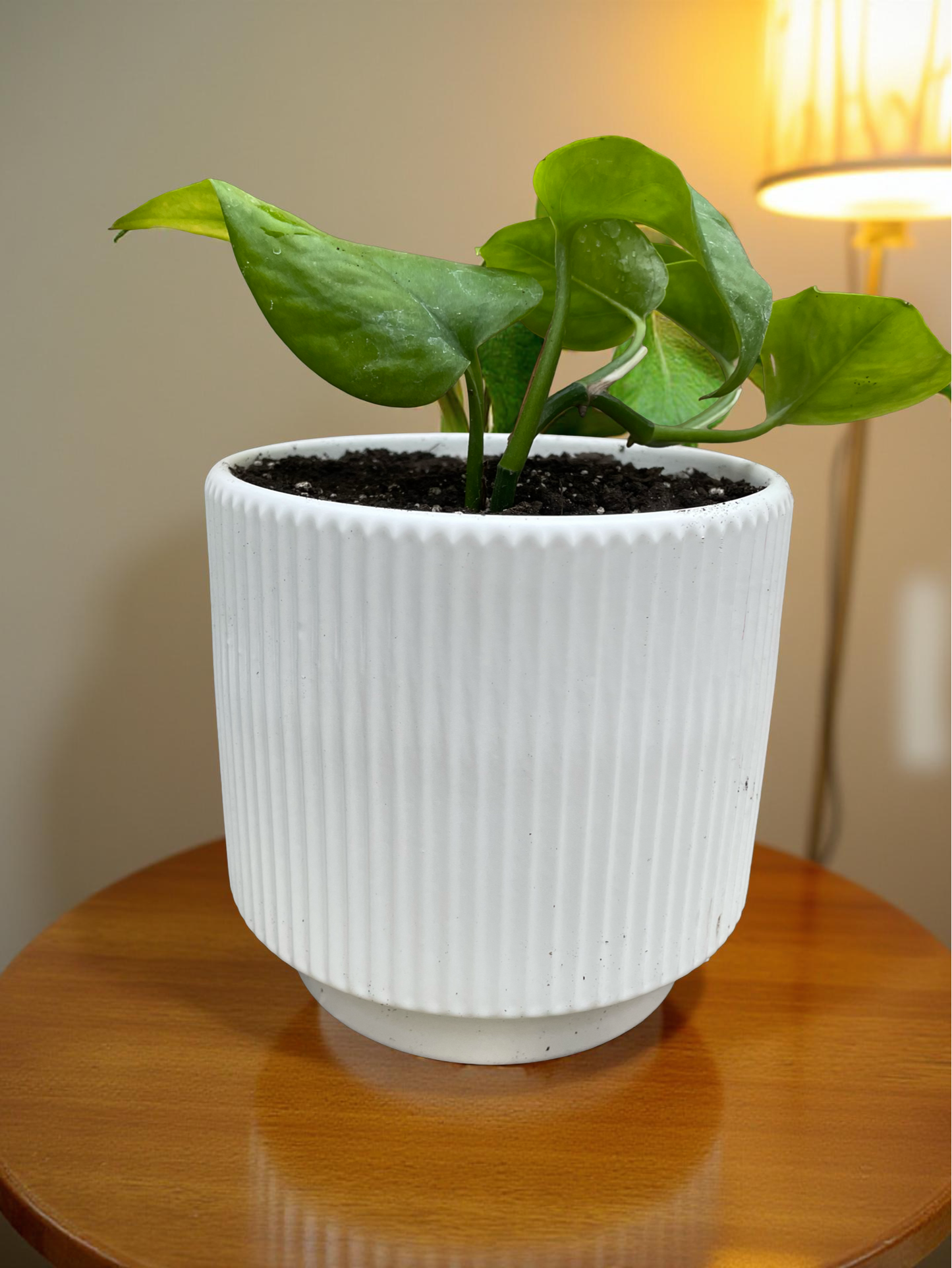 Pothus golden tamaño S