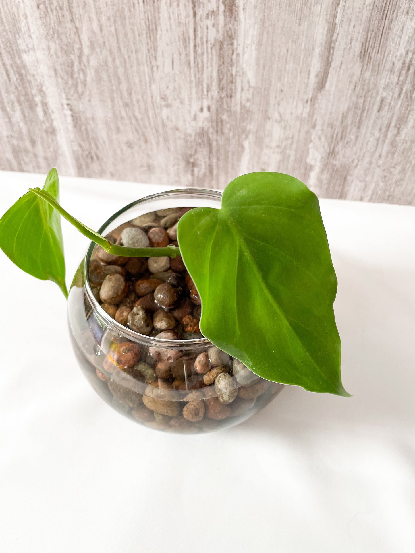 Potus acuático en pecera M