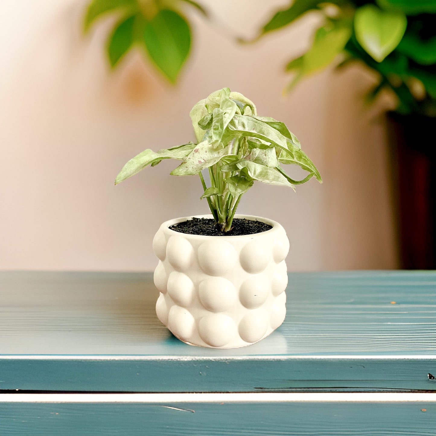 Singonio confetti maceta burbuja