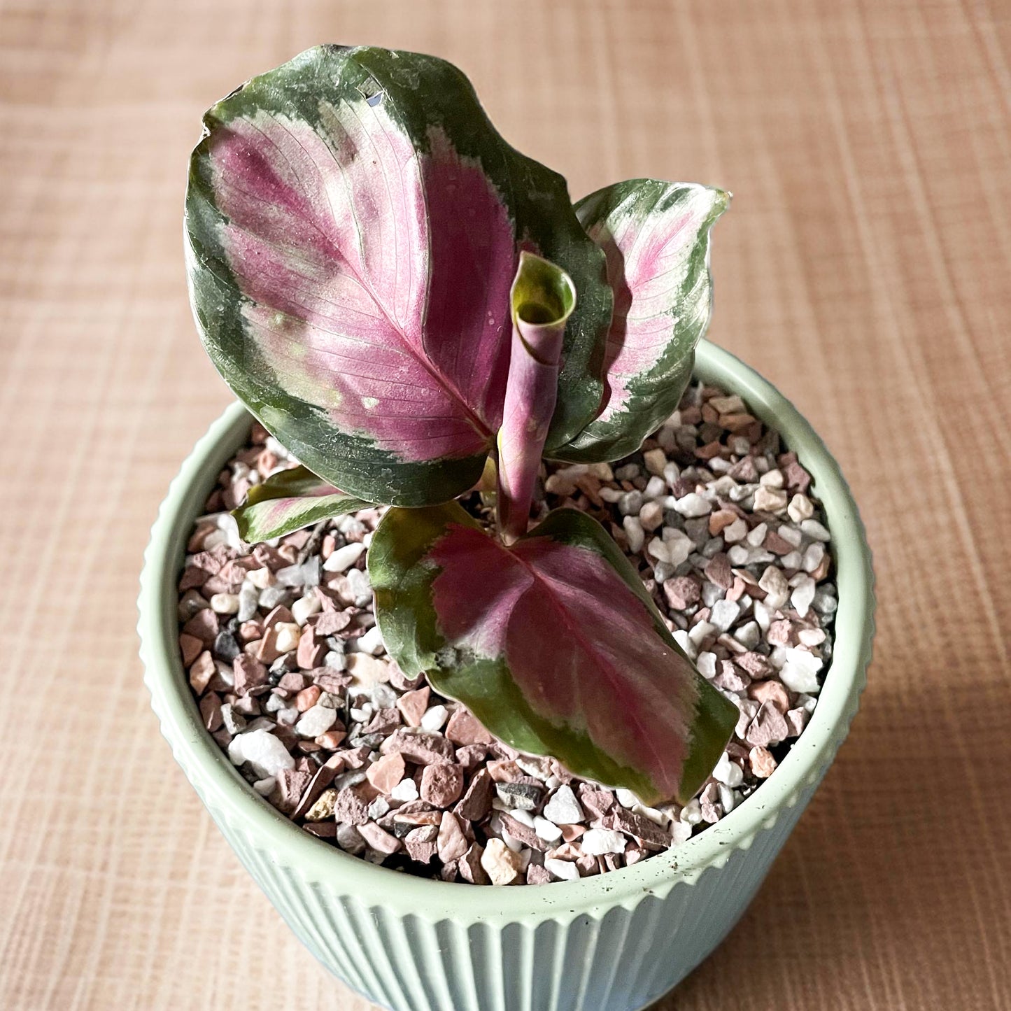 Calathea White Cloud maceta Grecia verde