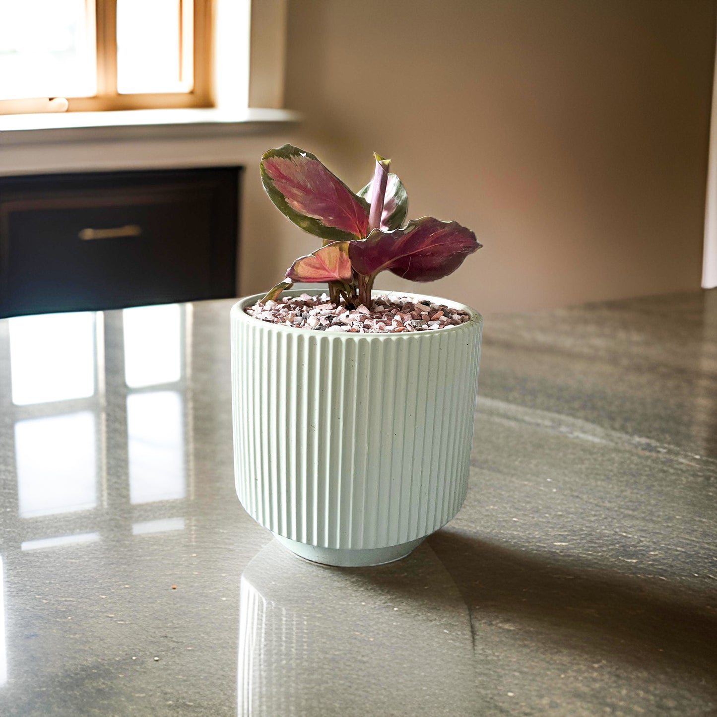 Calathea White Cloud maceta Grecia verde