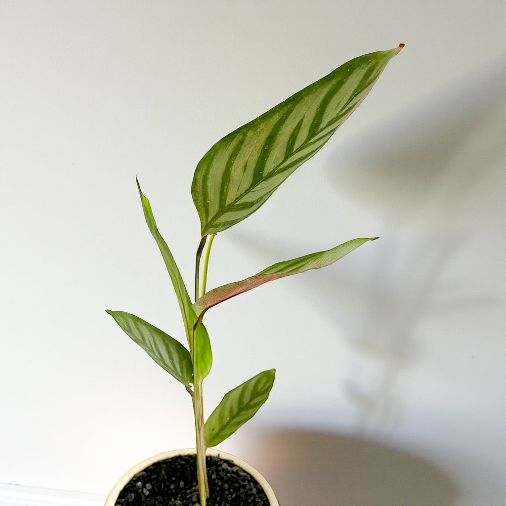 Maranta Sentosa en maceta bollitos beige