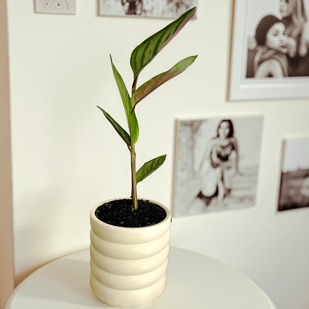 Maranta Sentosa en maceta bollitos beige