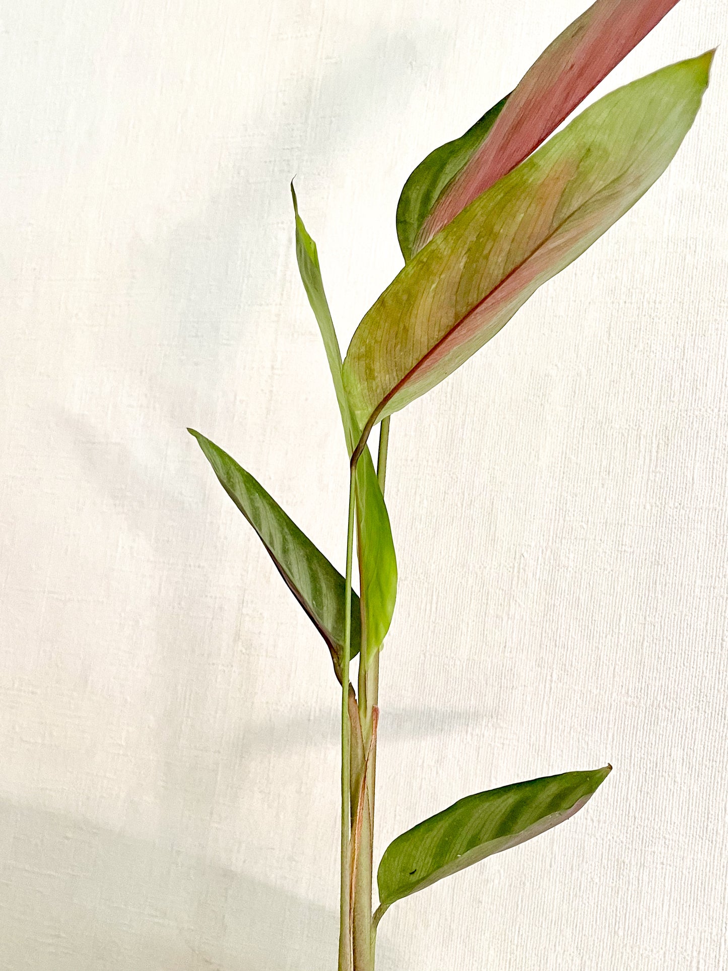 Maranta Sentosa en maceta bollitos beige