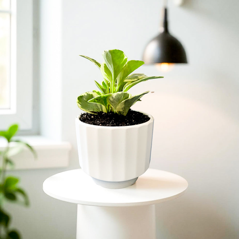 Peperomia Variegada en maceta Atenas S