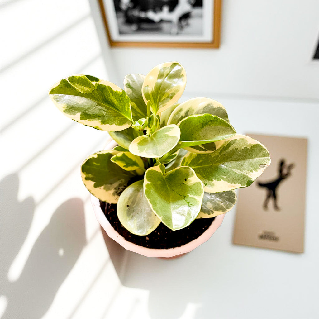 Peperomia Variegada en maceta Atenas S