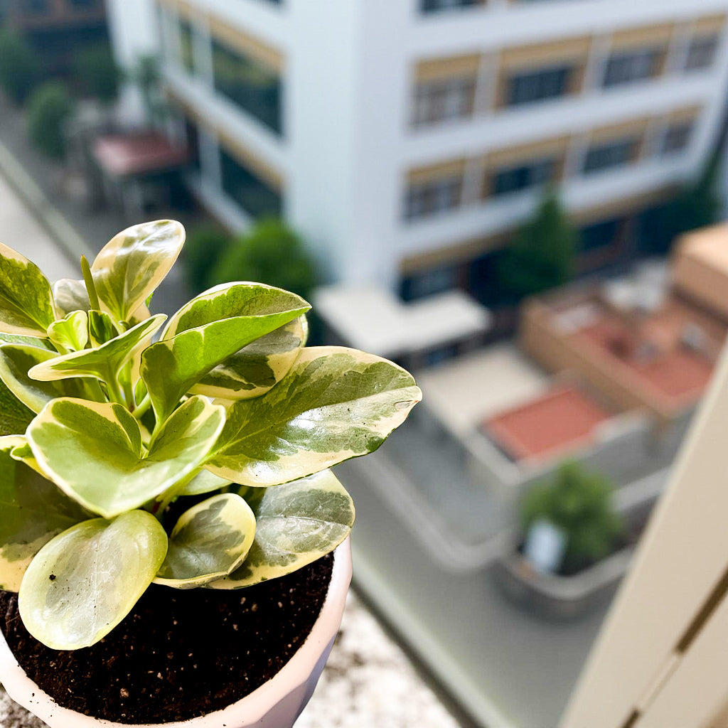 Peperomia Variegada en maceta Atenas S