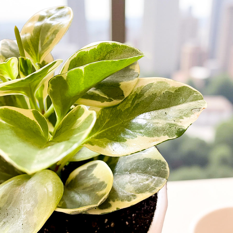 Peperomia Variegada en maceta Atenas S