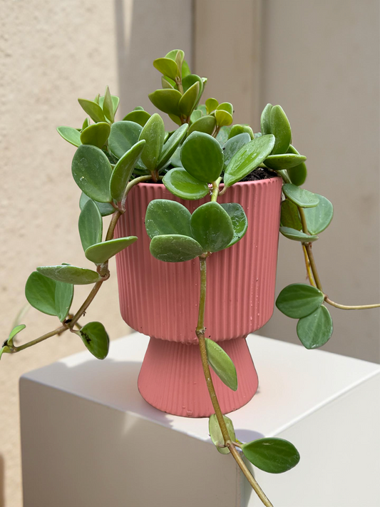 Peperomia hope