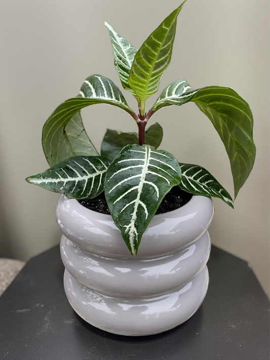 Aphelandra en maceta globo gris