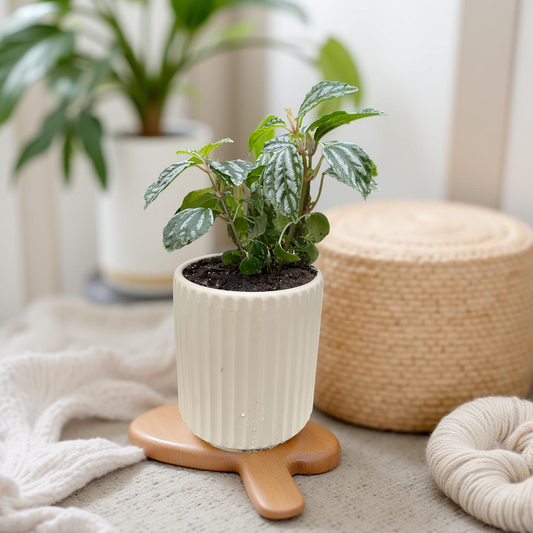 Pilea en maceta Grecia