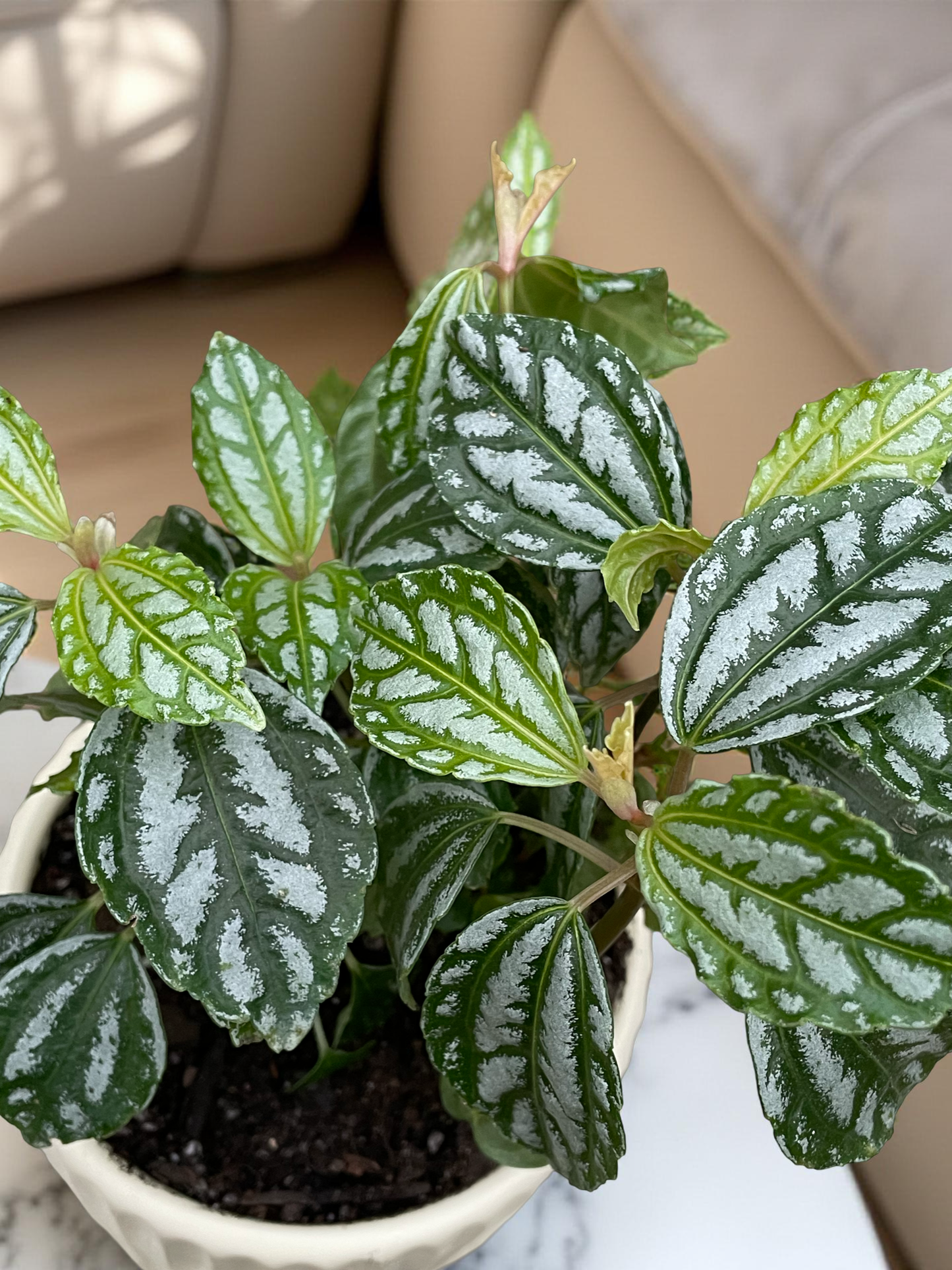 Pilea en maceta Grecia