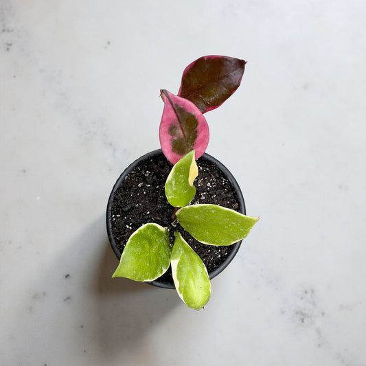 Hoya krimson queen negro