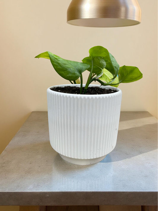 Pothus golden tamaño S