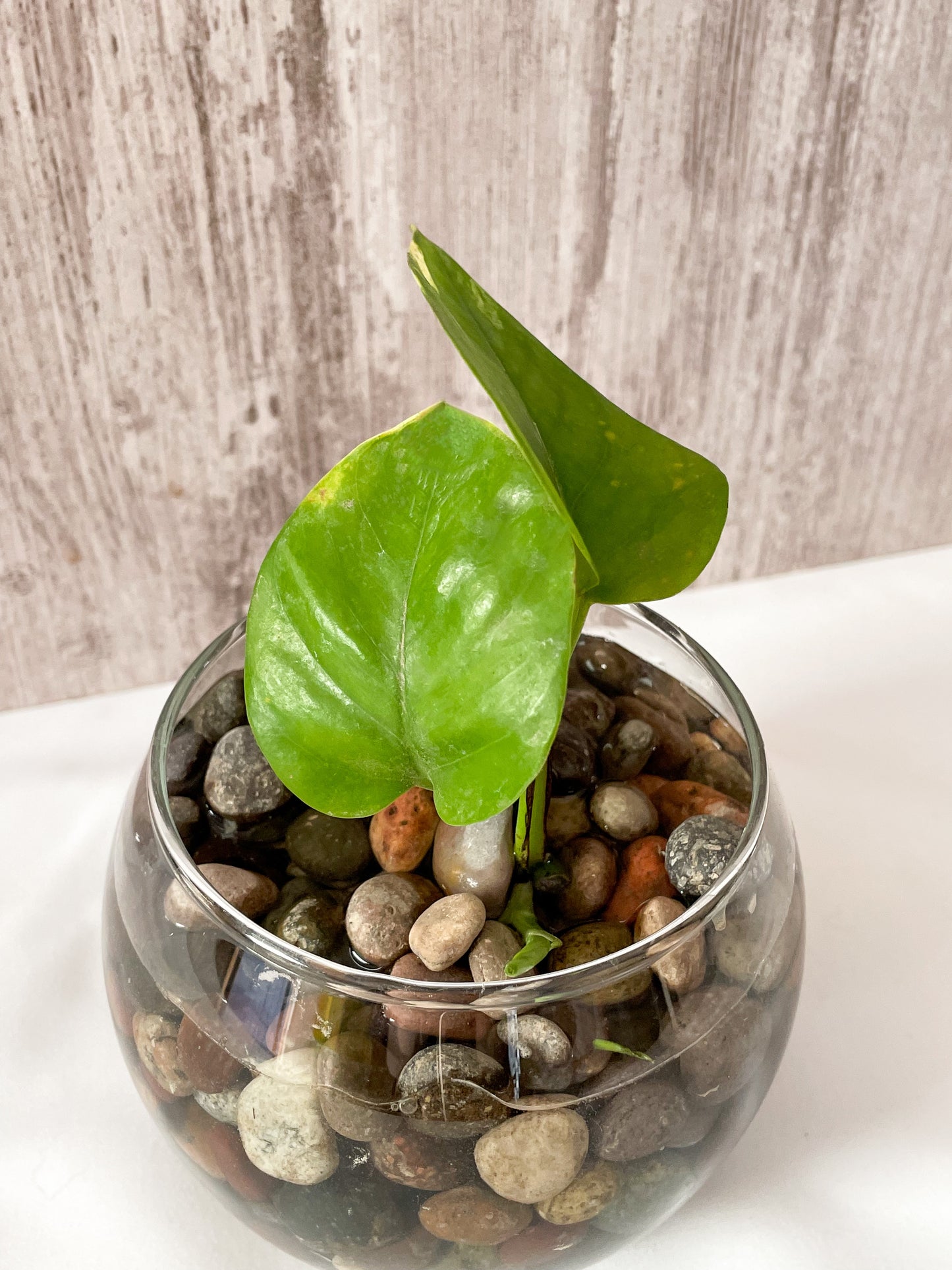 Potus golden pecera S