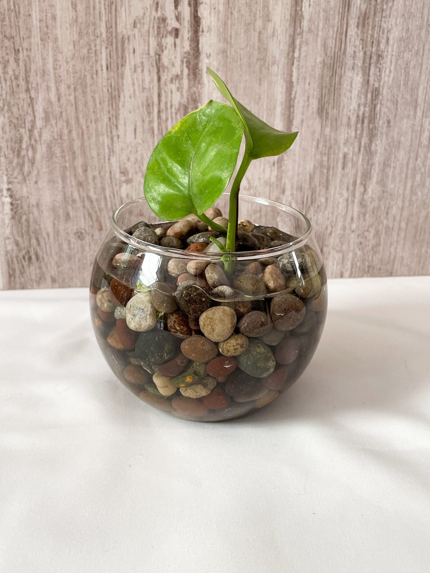 Potus golden pecera S