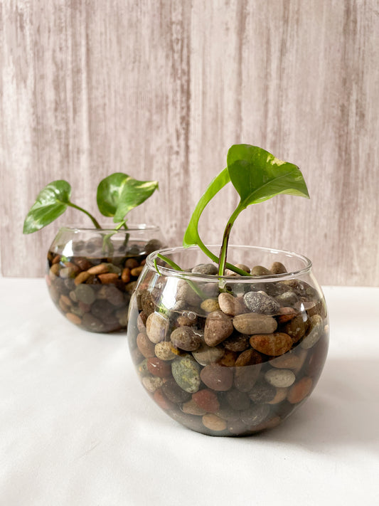 Potus golden pecera S