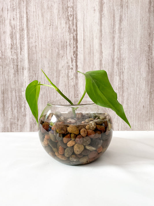 Potus acuático en pecera M