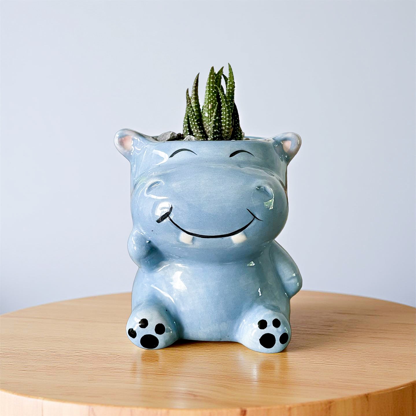 Suculenta hipopótamo