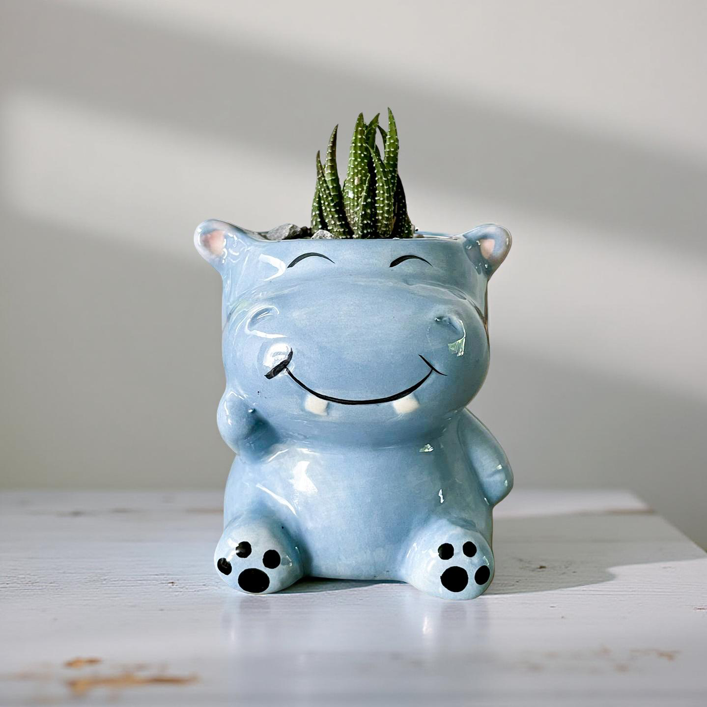 Suculenta hipopótamo