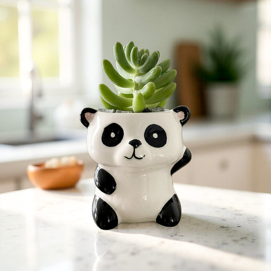 Suculenta panda